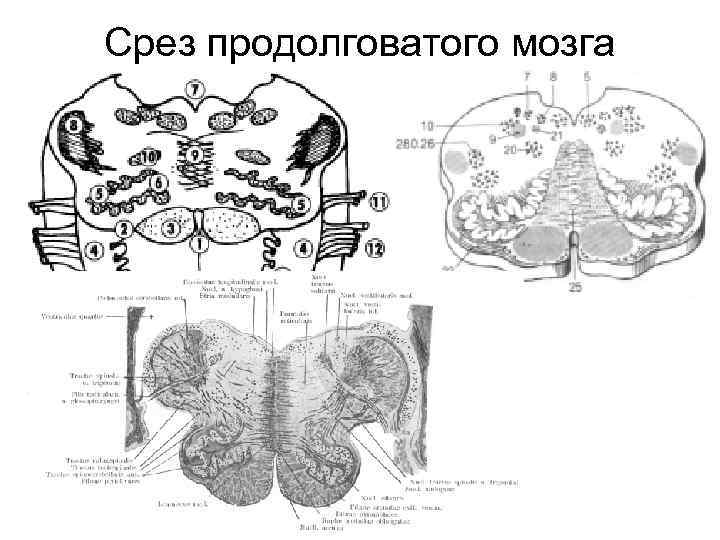 Срез продолговатого мозга схема