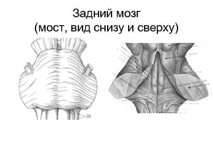 Строение моста. Мост анатомия. Мост наружное и внутреннее строение. Задний мозг. Функциональная анатомия моста.