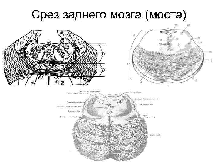 Срез заднего мозга (моста) 