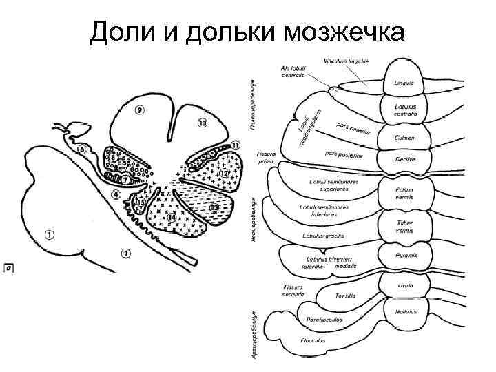 Мозжечок анатомия схема