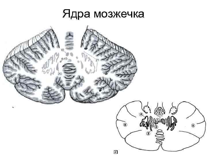 Ядра мозжечка 