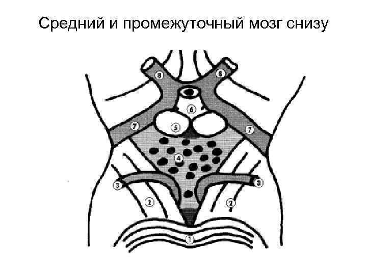 Средний и промежуточный мозг снизу 