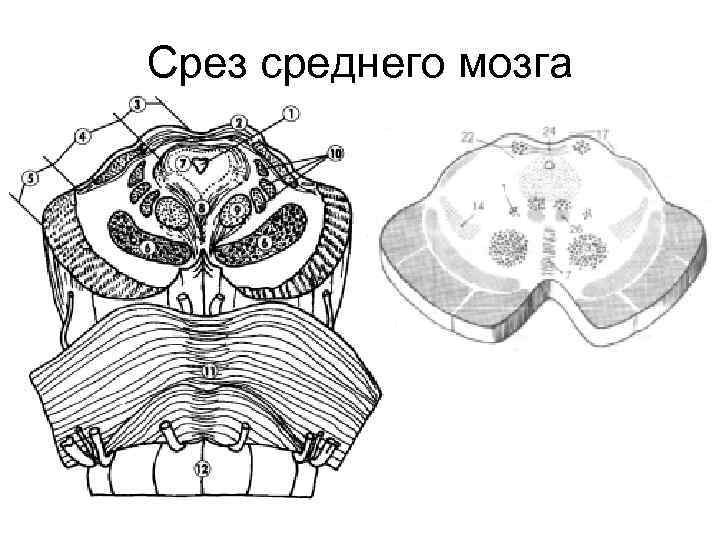 Срез среднего мозга 