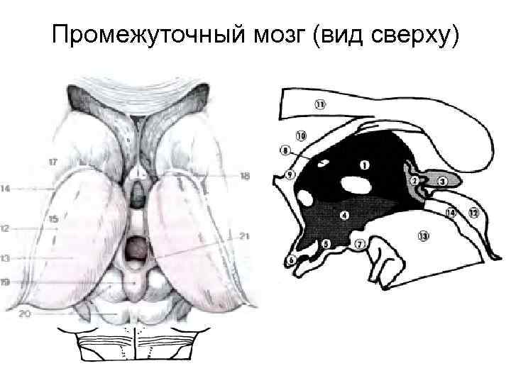 Промежуточный мозг (вид сверху) 