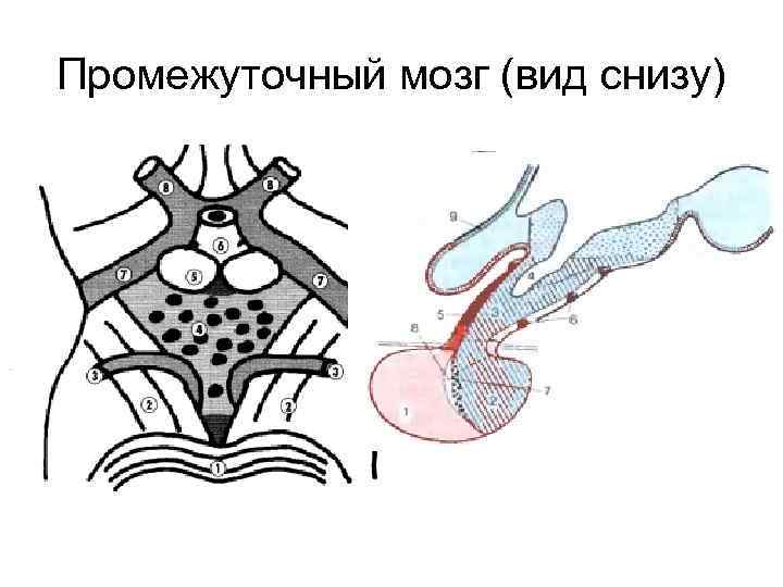 Промежуточный мозг (вид снизу) 