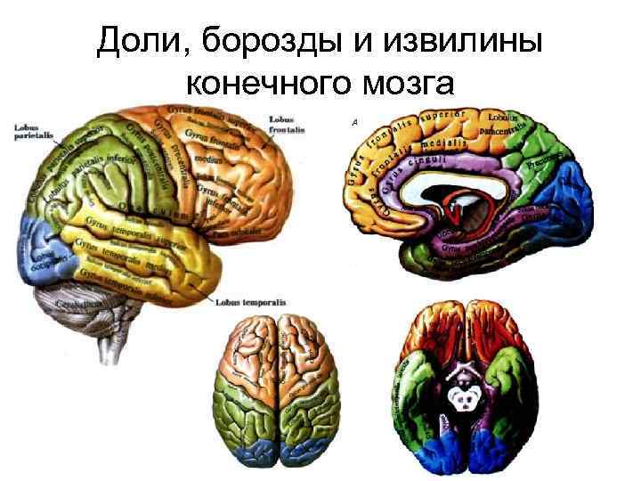 Борозды разделяющие доли. Извилины головном мозге анатомия. Конечный мозг борозды извилины центры. Доли борозды и извилины больших полушарий.