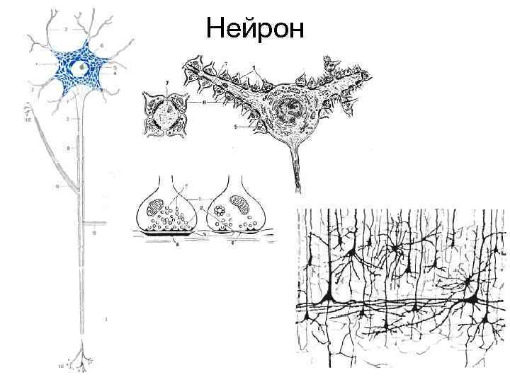 Поражение центрального нейрона