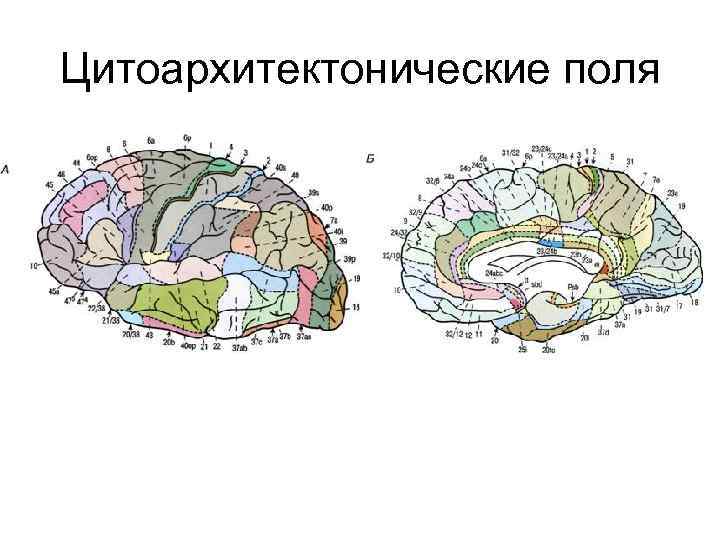 Цитоархитектонические поля 