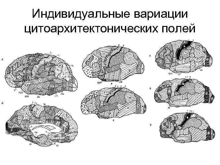Индивидуальные вариации цитоархитектонических полей 