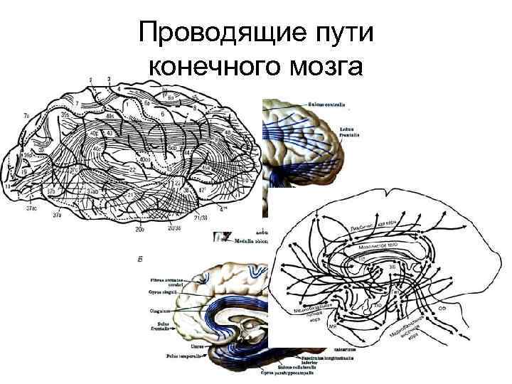 Проводящие пути конечного мозга 