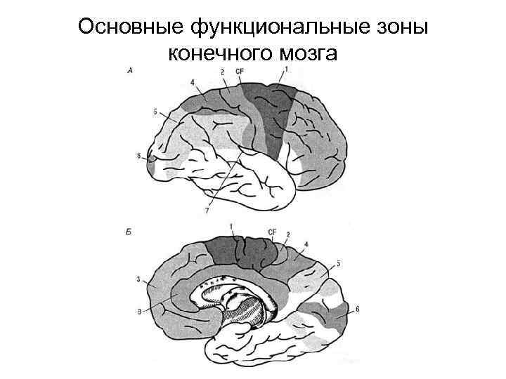 Основные функциональные зоны конечного мозга 