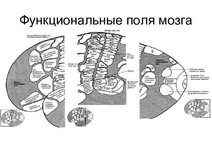 Функциональные поля мозга 