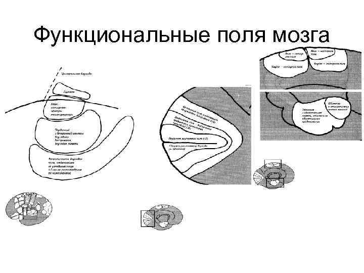 Функциональные поля мозга 
