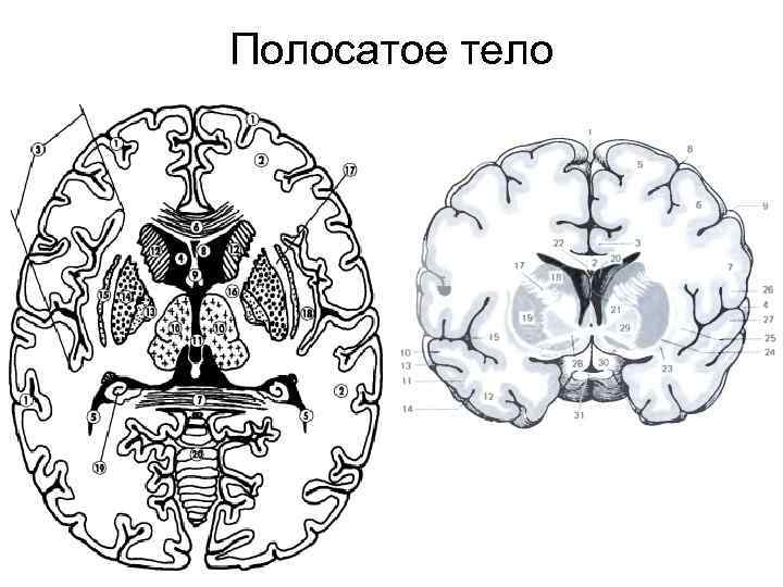 Полосатое тело 