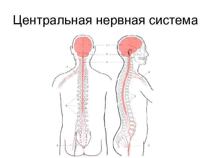 Лестничная нервная система