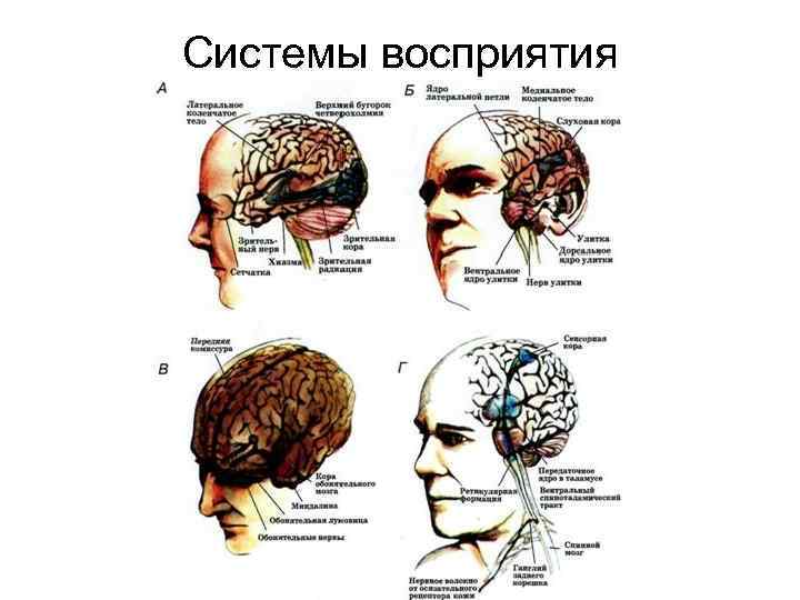 Системы восприятия 