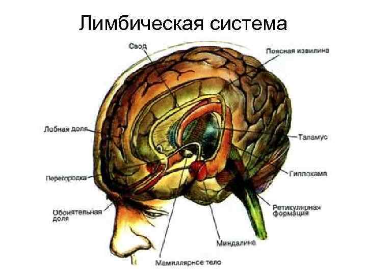 Лимбическая система 