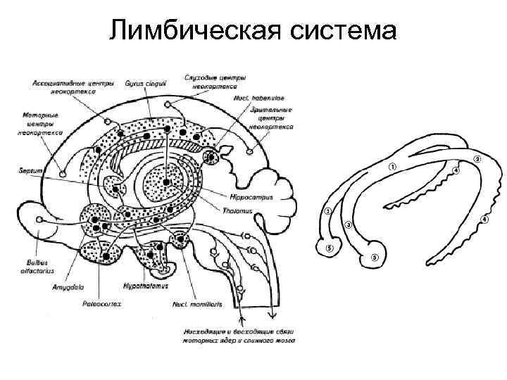 Схема лимбическая система