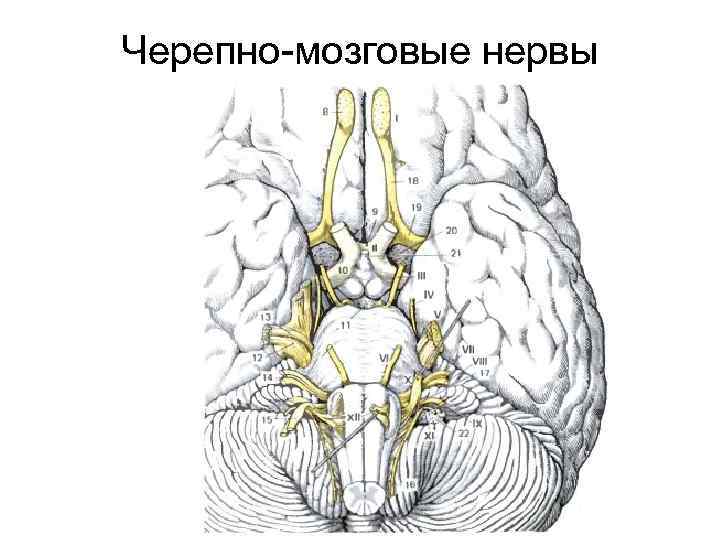 Черепно-мозговые нервы 