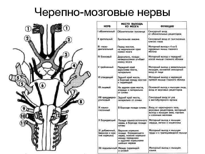 Черепные нервы таблица анатомия