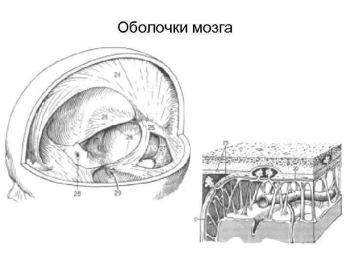 Оболочки мозга 