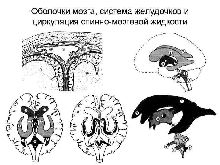 Оболочки мозга, система желудочков и циркуляция спинно-мозговой жидкости 