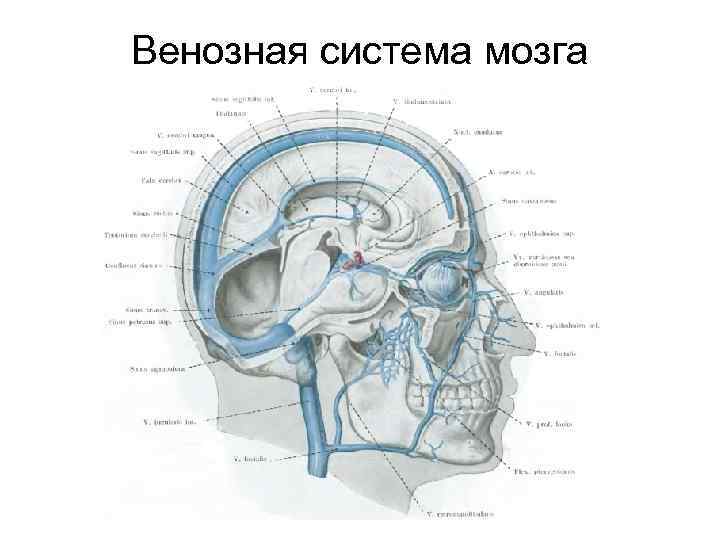 Венозная система мозга 