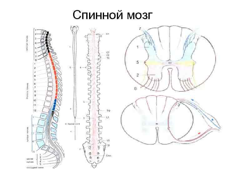 Спинной мозг 