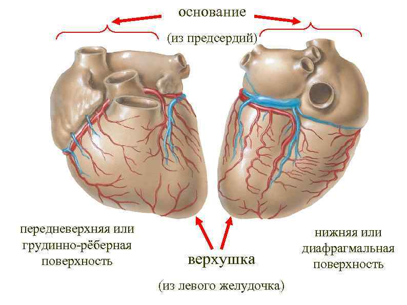 основание (из предсердий) передневерхняя или грудинно-рёберная поверхность верхушка (из левого желудочка) нижняя или диафрагмальная