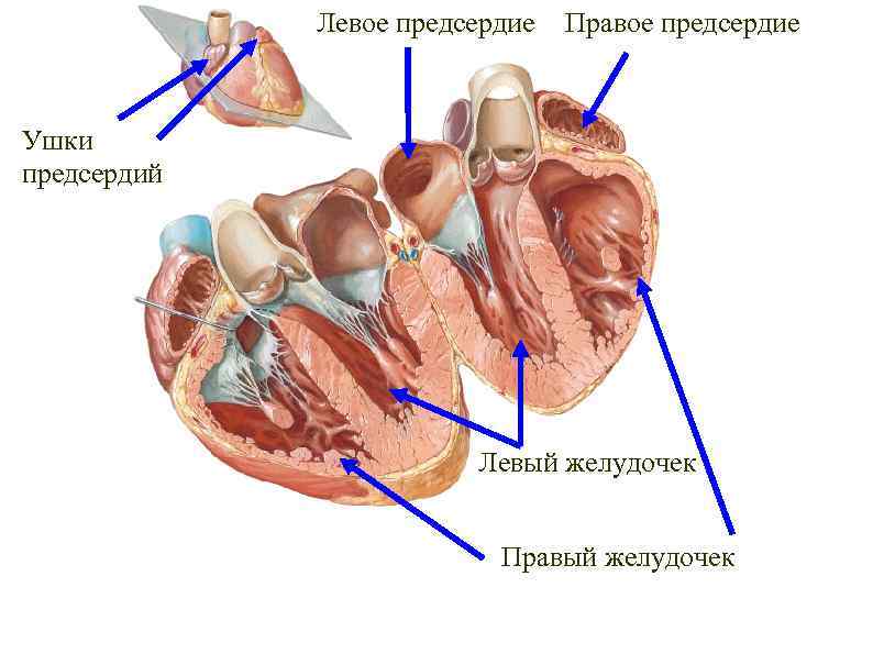 Левый желудочек сердца где находится на фото