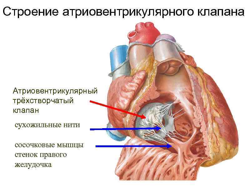 Строение атриовентрикулярного клапана Атриовентрикулярный трёхстворчатый клапан сухожильные нити сосочковые мышцы стенок правого желудочка 