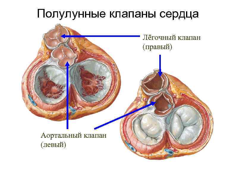 Полулунные клапаны сердца Лёгочный клапан (правый) Аортальный клапан (левый) 