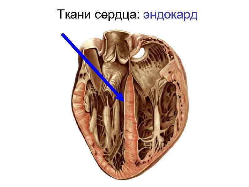 Ткани сердца: эндокард 