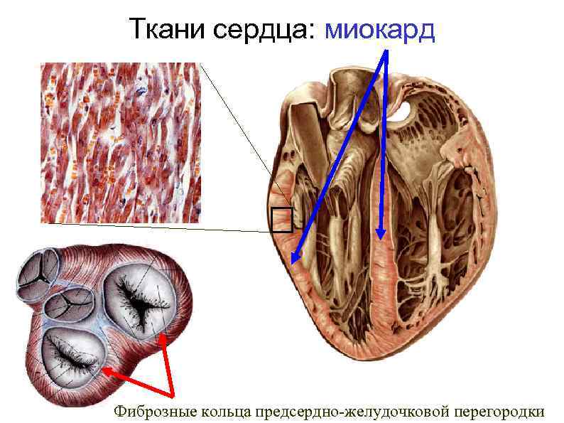 Сердечный миокард. Фиброзные кольца миокарда. Сердечная мышца миокард.