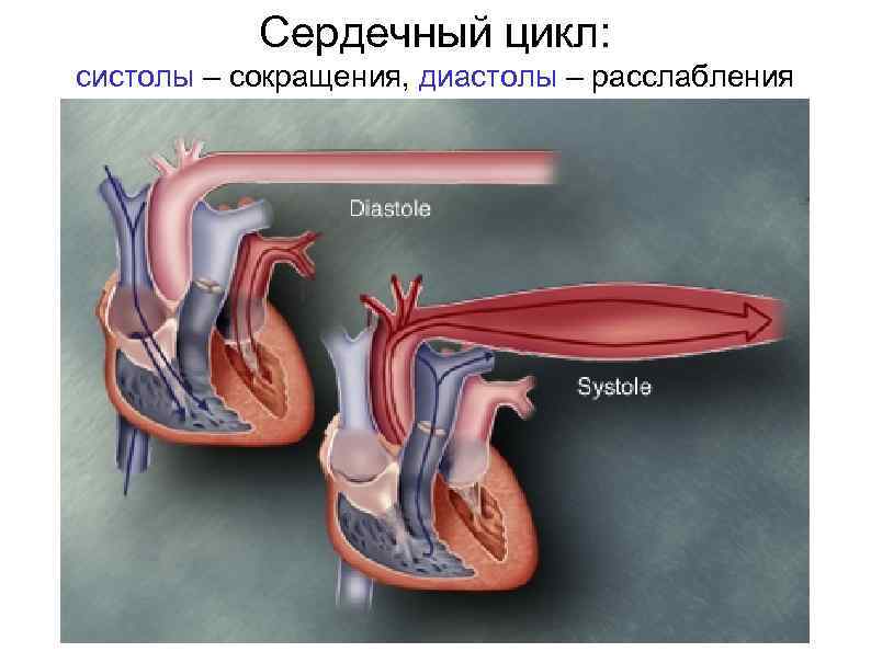 Сердечный цикл: систолы – сокращения, диастолы – расслабления 