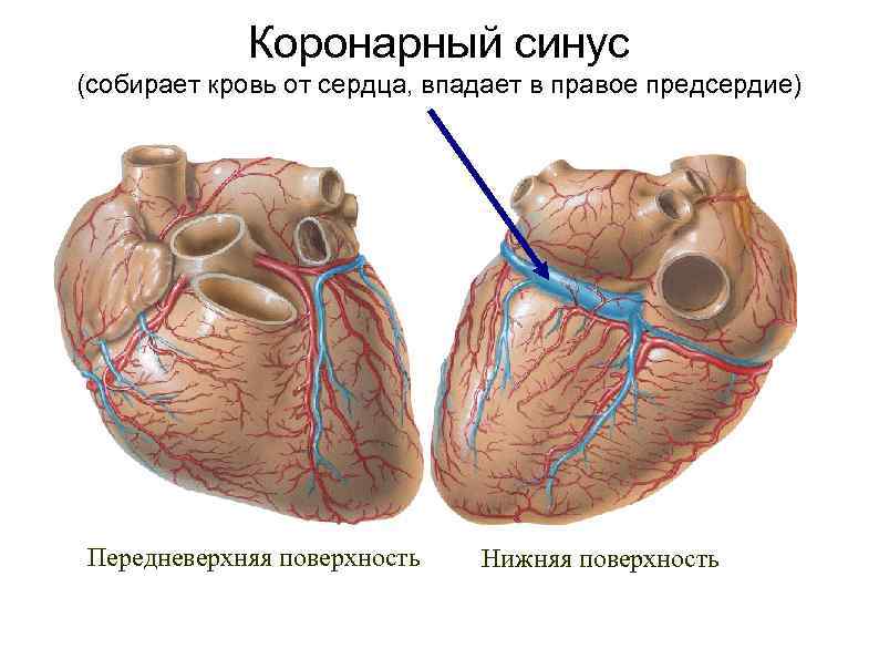 Коронарный синус (собирает кровь от сердца, впадает в правое предсердие) Передневерхняя поверхность Нижняя поверхность