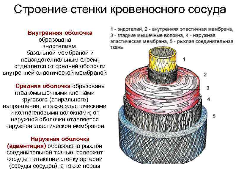 Строение стенки кровеносного сосуда Внутренняя оболочка образована эндотелием, базальной мембраной и подэндотелиальным слоем; отделяется