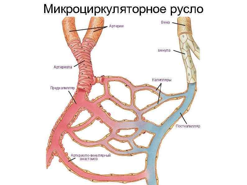 Микроциркуляторное русло. Схема микроциркуляторного русла. Сосуды микроциркуляторного русла схема. Схема строения микроциркуляторного русла. Строение микроциркуляторного русла.