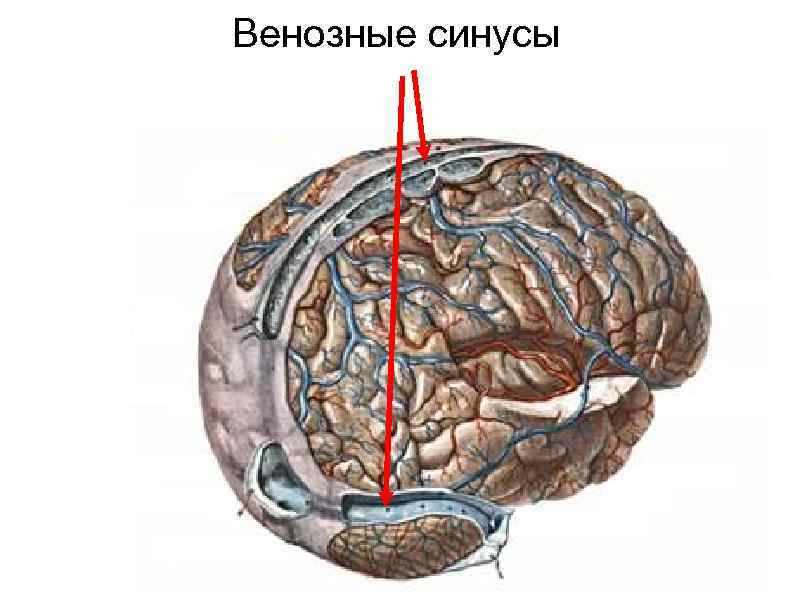 Венозные синусы 