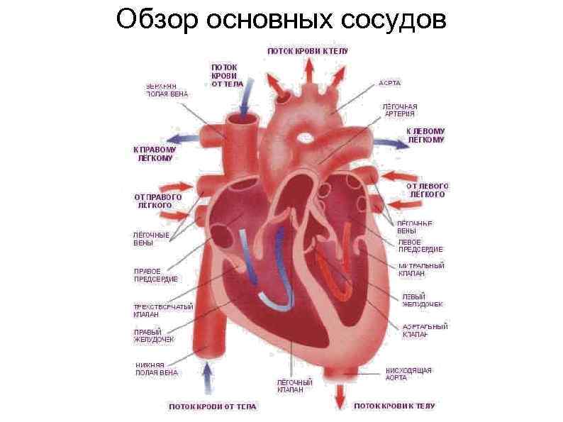 Обзор основных сосудов 