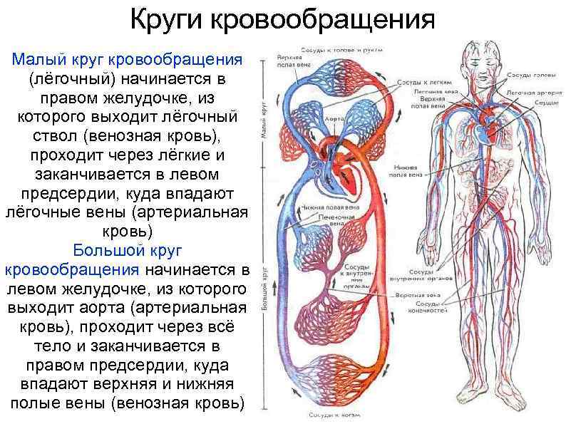 Порядок малого круга кровообращения. Малый и большой круг кровообращения человека схема анатомия. Схема движения крови по малому и большому кругам кровообращения. Схему кругов кровообращения БКК. Движение крови в кровеносной системе схема.