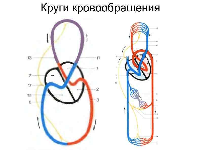 Кровообращение человека схема со стрелками видео