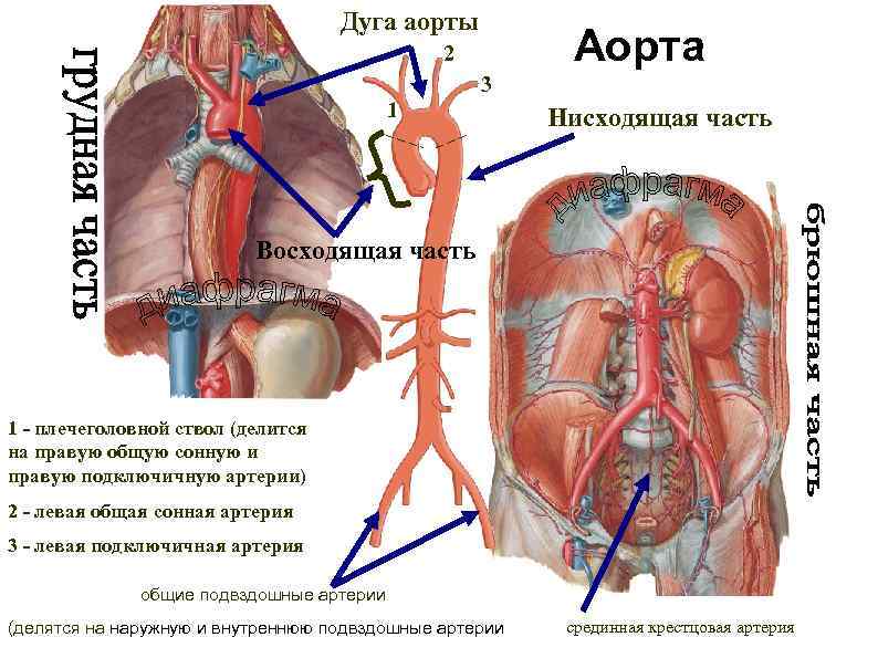 Дуга аорты Аорта 2 3 1 Нисходящая часть Восходящая часть 1 - плечеголовной ствол