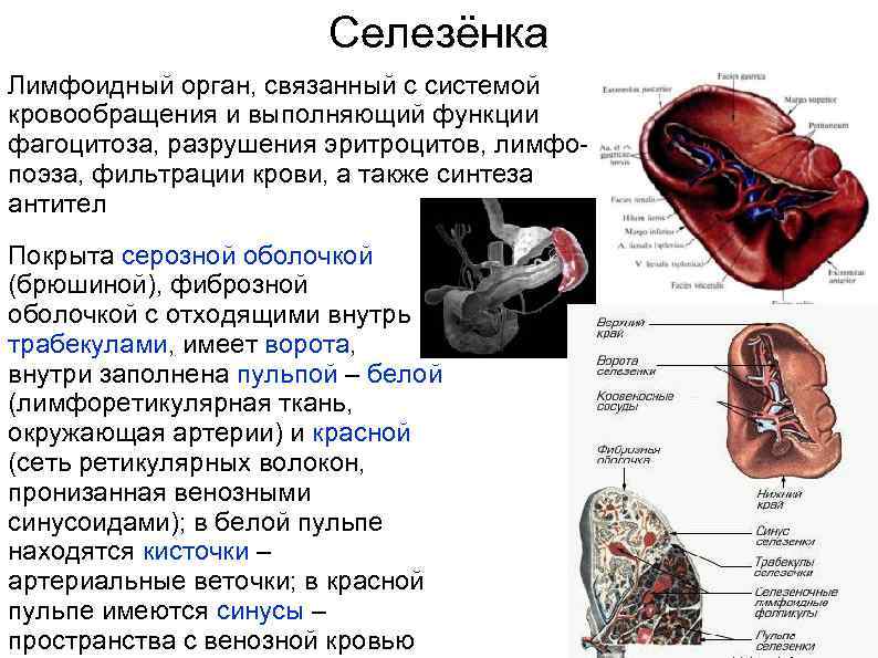 Селезёнка Лимфоидный орган, связанный с системой кровообращения и выполняющий функции фагоцитоза, разрушения эритроцитов, лимфопоэза,