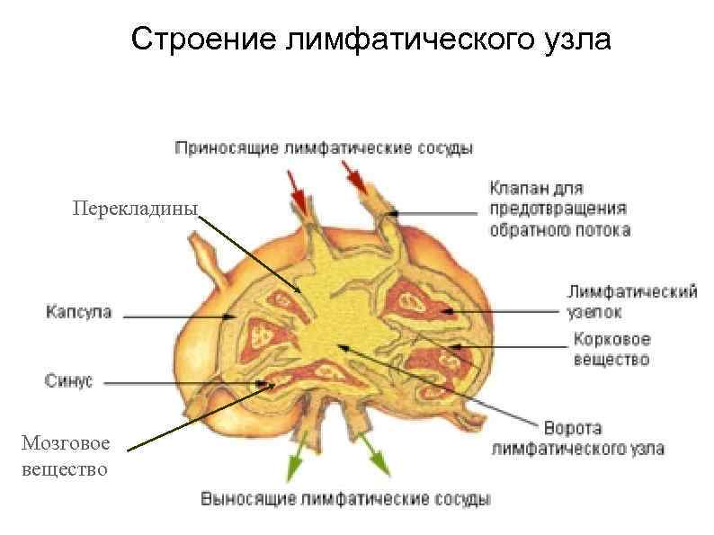 Строение лимфатического узла Перекладины Мозговое вещество 