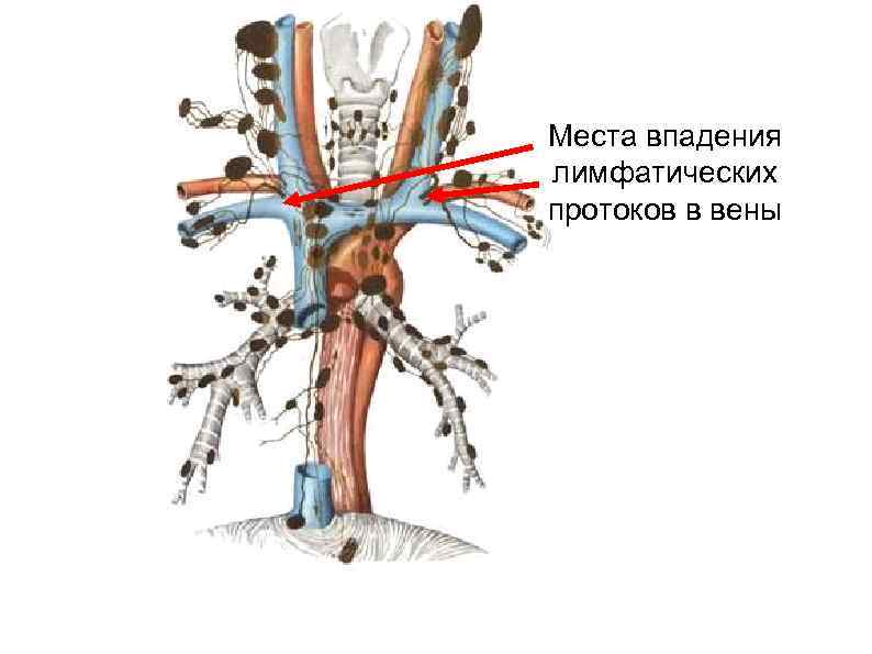 Места впадения лимфатических протоков в вены 