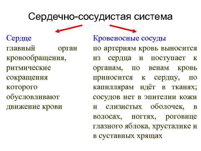 Сердечно-сосудистая система Сердце главный орган кровообращения, ритмические сокращения которого обусловливают движение крови Кровеносные сосуды