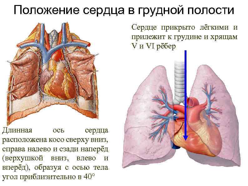 Легкие закрыты. Положение сердца в грудной клетке. Положение сердца в грудной клетке перикард вскрыт. Сердце расположено в грудной полост. Расположение сердца и легких.