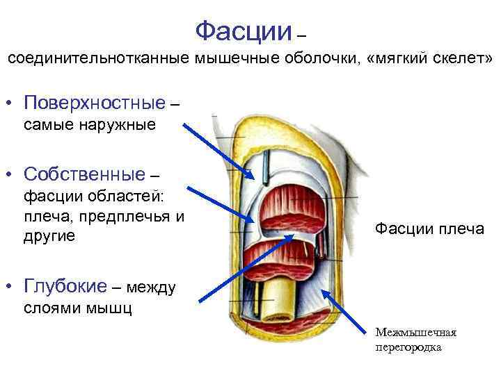 Фасции – соединительнотканные мышечные оболочки, «мягкий скелет» • Поверхностные – самые наружные • Собственные