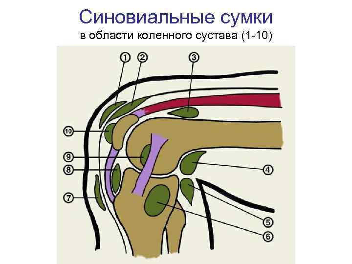 Синовиальная сумка фото